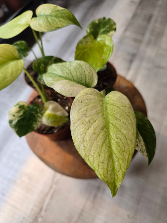 Monstera Deliciosa mint