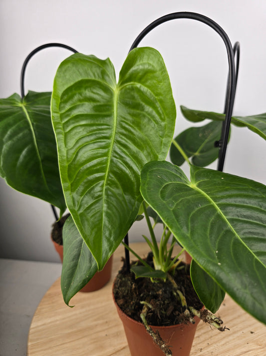 Anthurium Veitchii