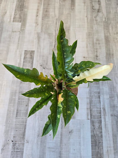 Philodendron 'Ring of Fire'