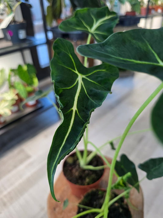 Alocasia Frydek Tattoo