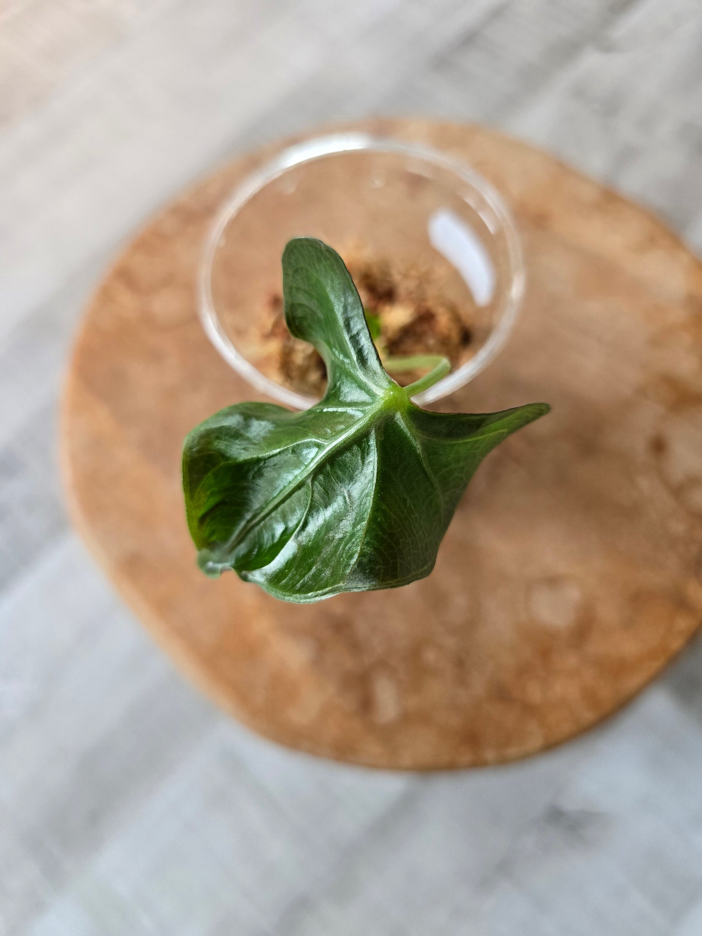 Alocasia Loco (JP1)