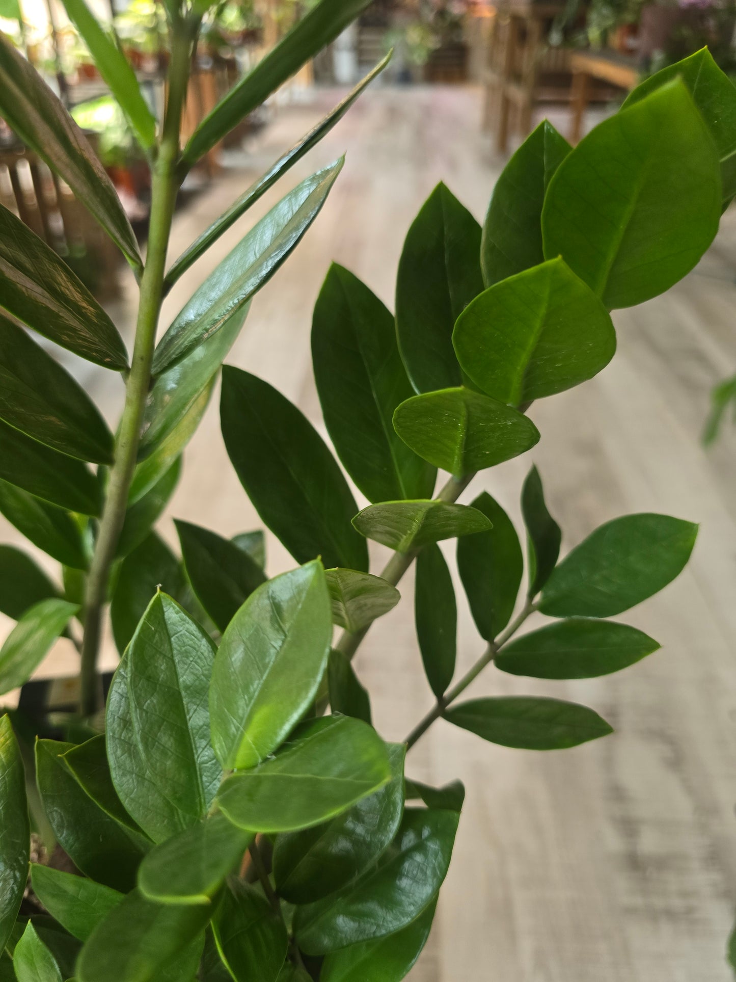 Zamioculcas zamiifolia