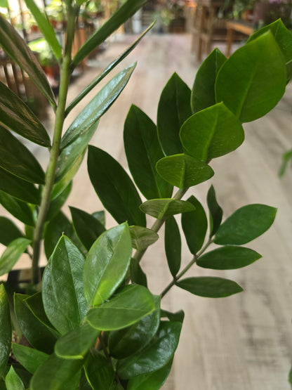 Zamioculcas zamiifolia