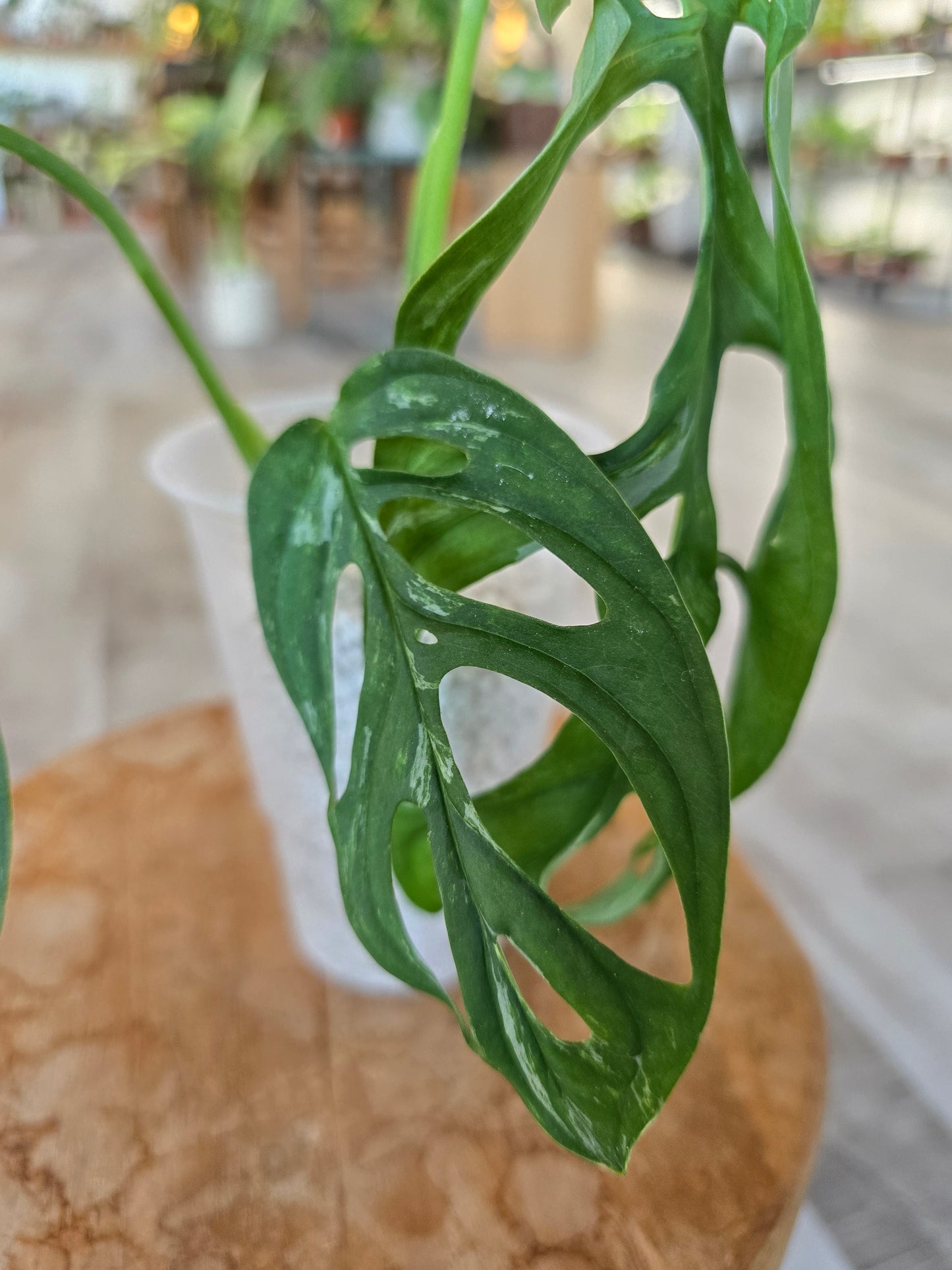 Monstera adansonii Indonesian Marble (JP1)