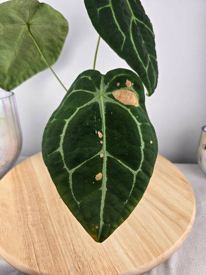 Anthurium forgetii x nigrolaminum gigi