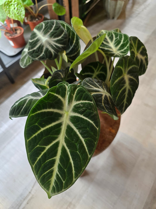 Alocasia reginula Ninja