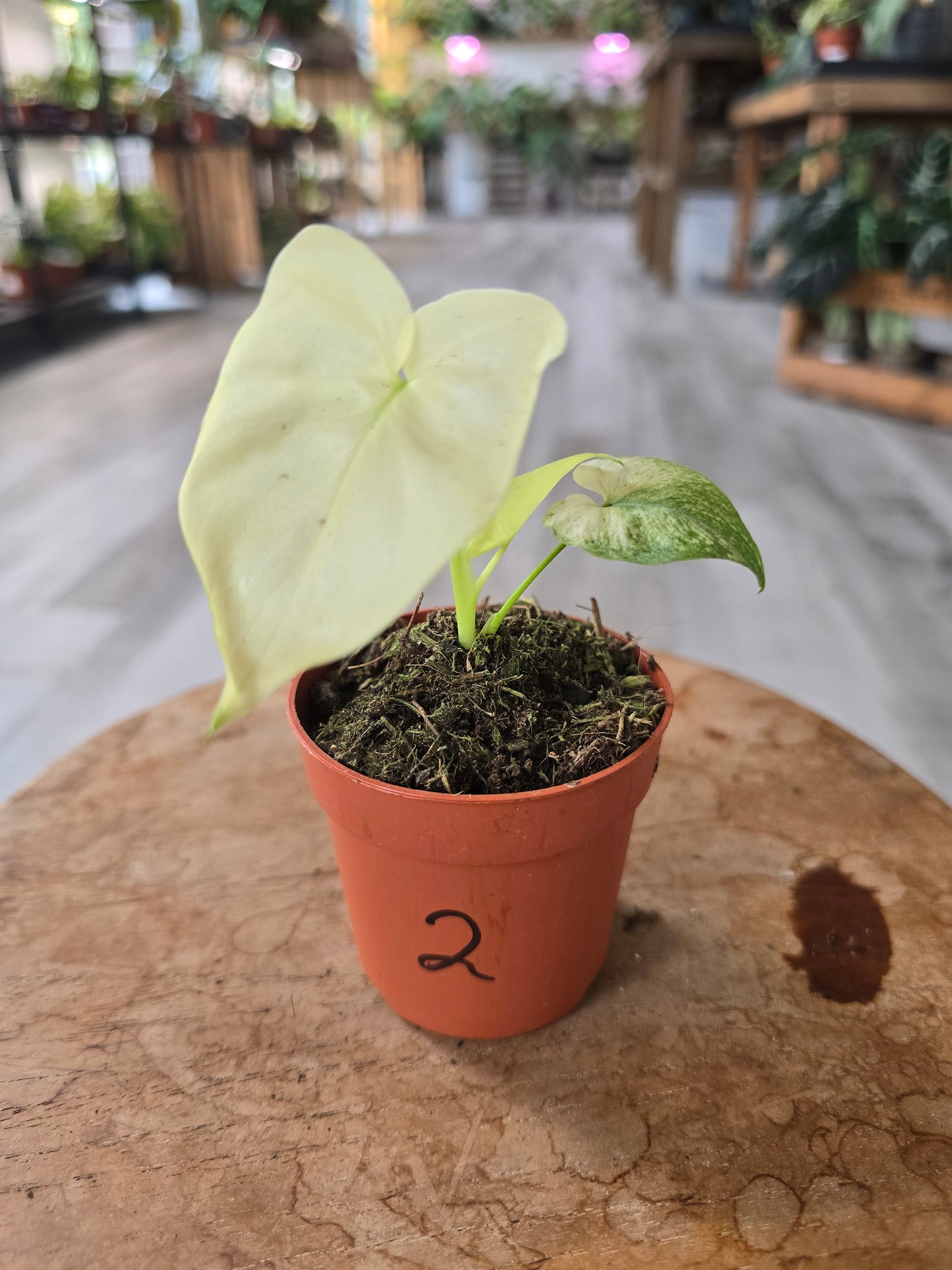 Thaumatophyllum African Fantasy (Philodendron Angela)
