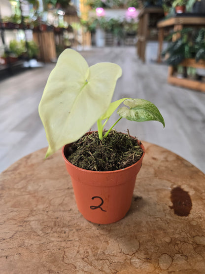 Thaumatophyllum African Fantasy (Philodendron Angela)