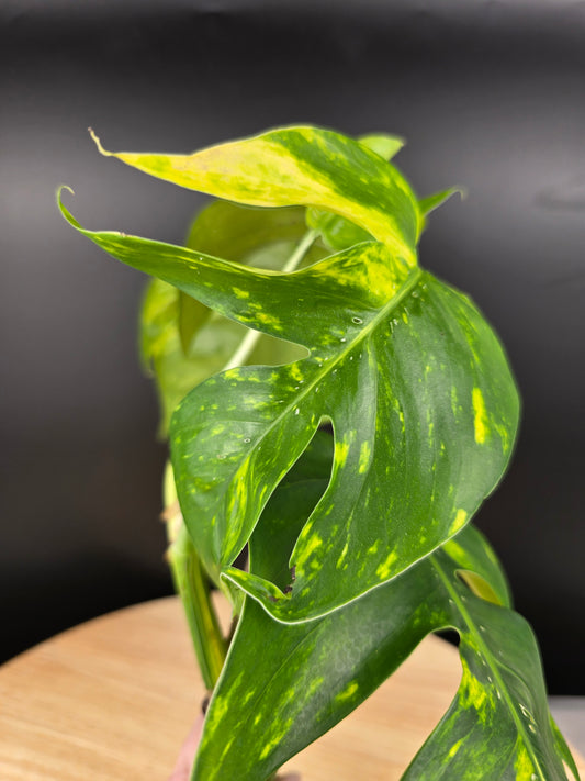 Epipremnum Pinnatum Cintho Goldfinger (Cutting 1)