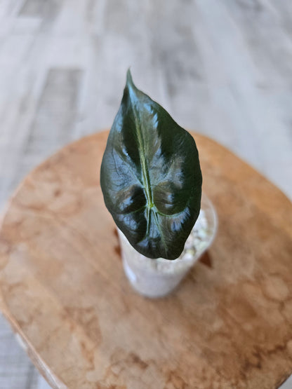 Alocasia Venom (JP)