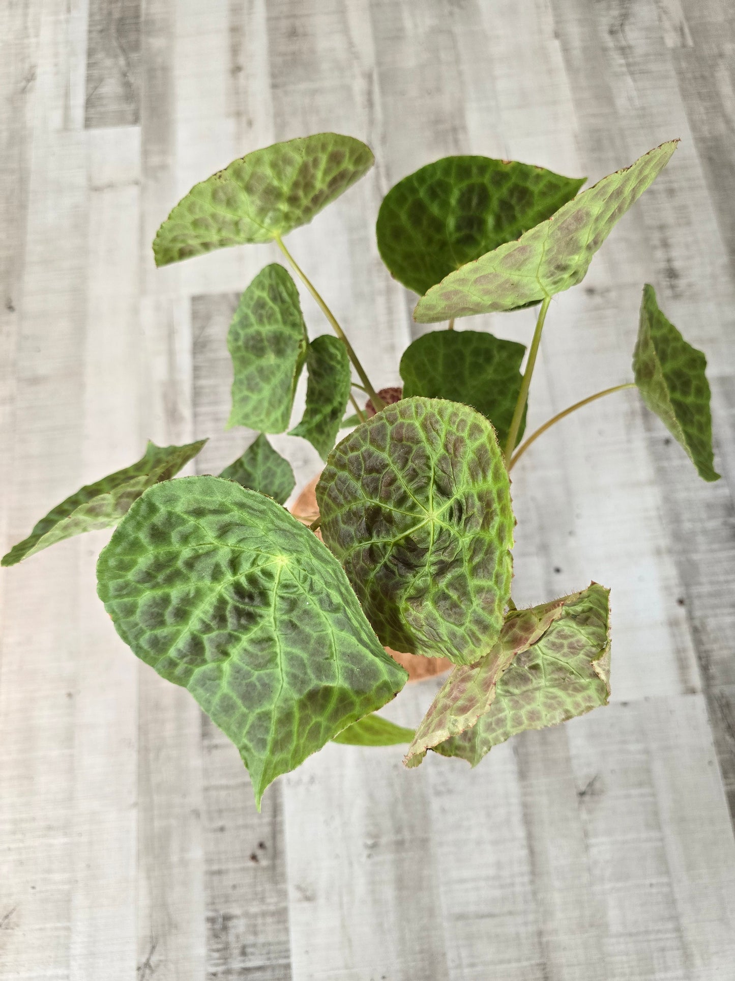 Begonia phuthoensis