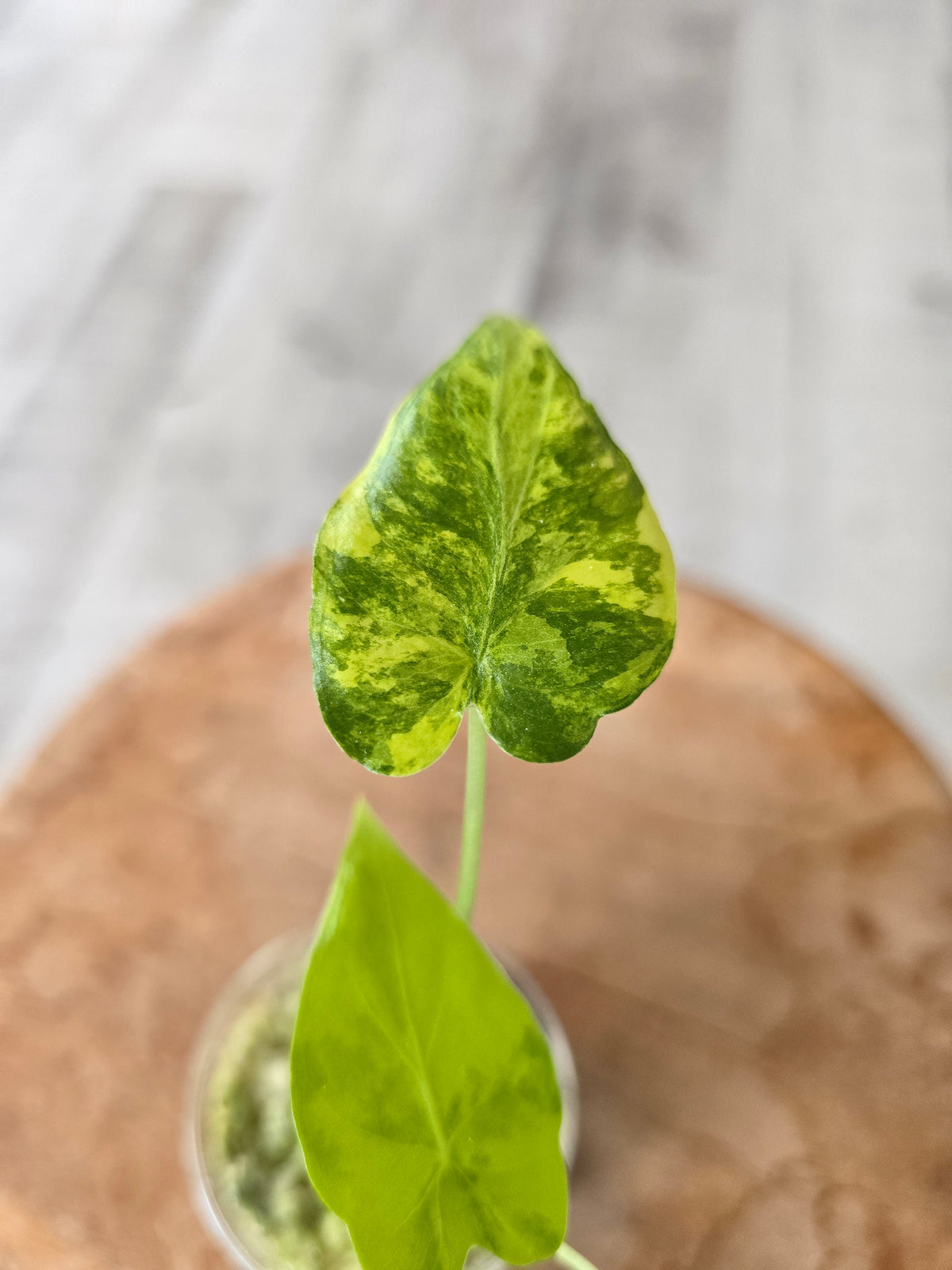 Alocasia Macrorrhiza aurea variegata (JP)