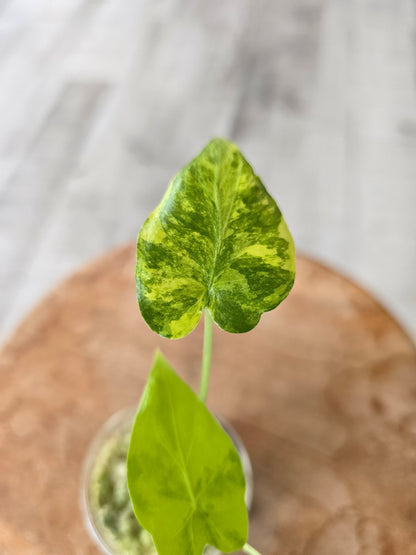 Alocasia Macrorrhiza aurea variegata (JP)
