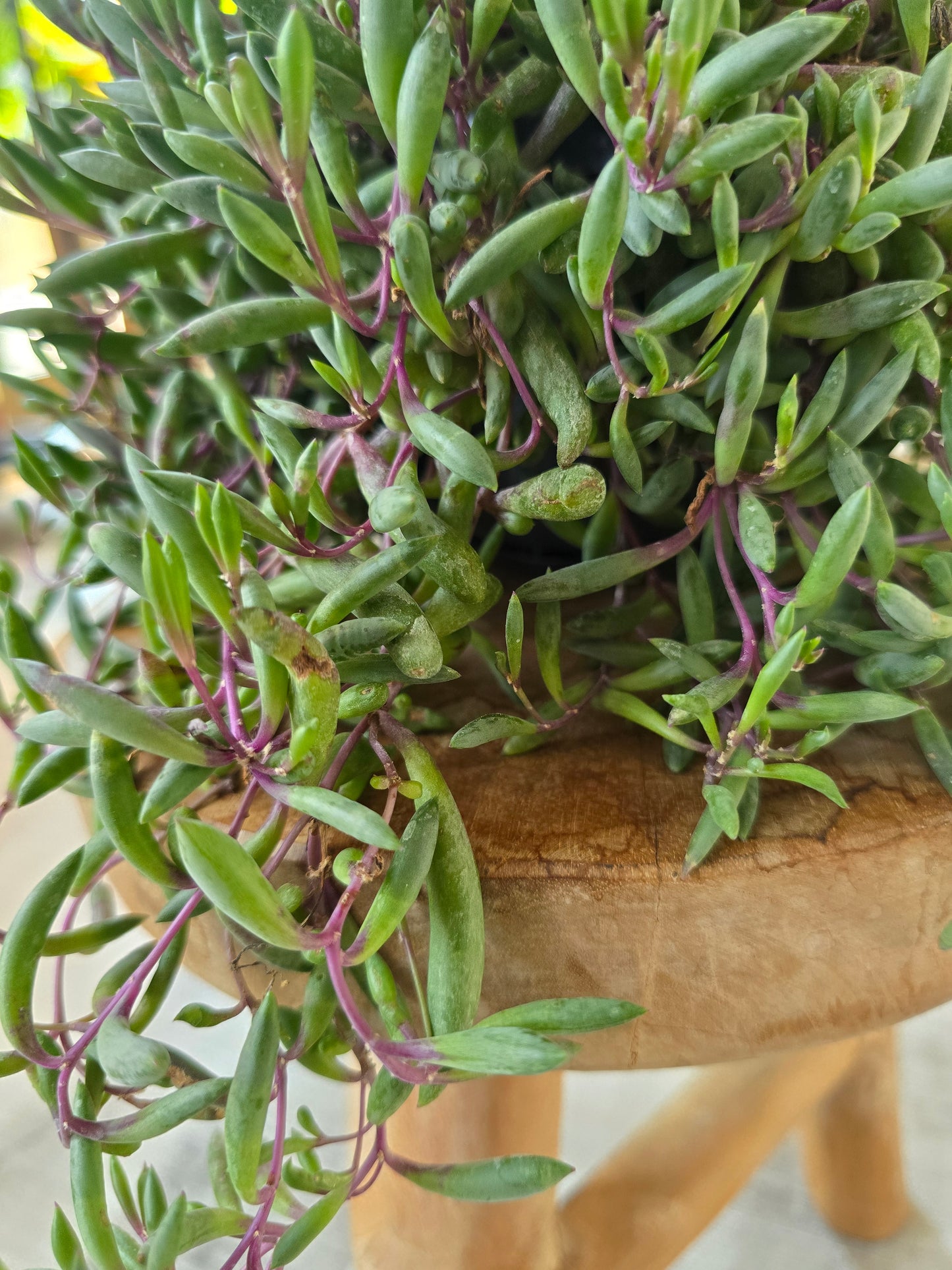 Senecio herreianus Purple Flush