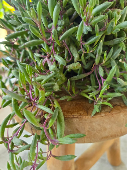 Senecio herreianus Purple Flush