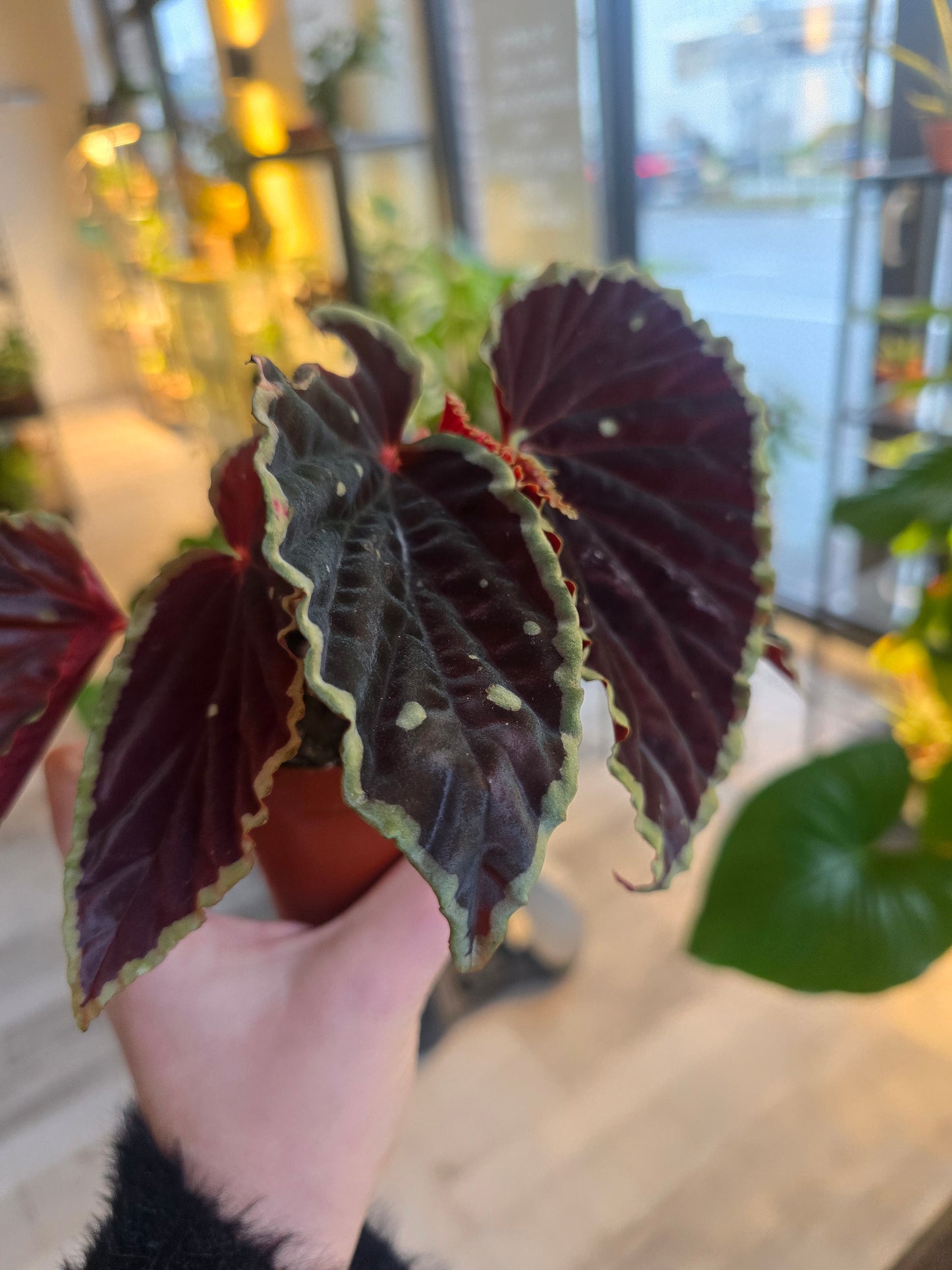 Begonia darthvaderiana 'Green Spots'