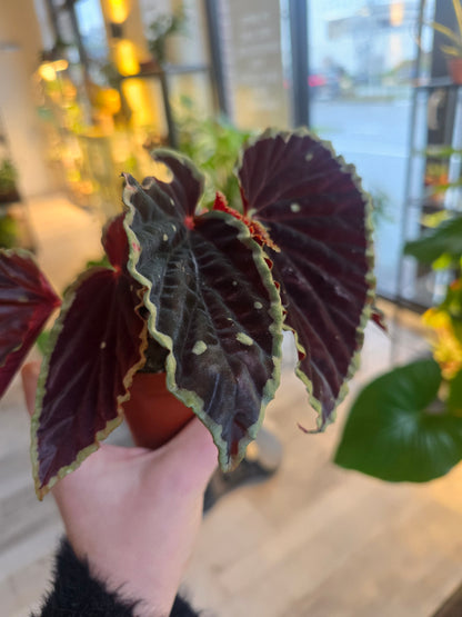 Begonia darthvaderiana 'Green Spots'