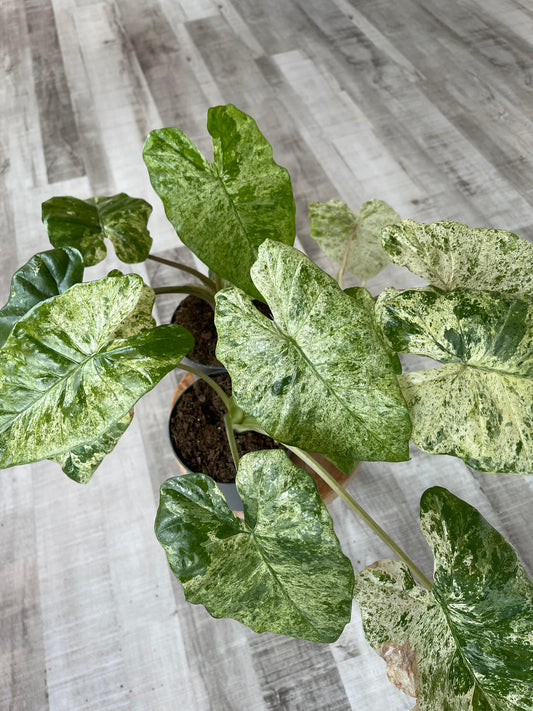 Alocasia Macrorrhiza 'Splash'