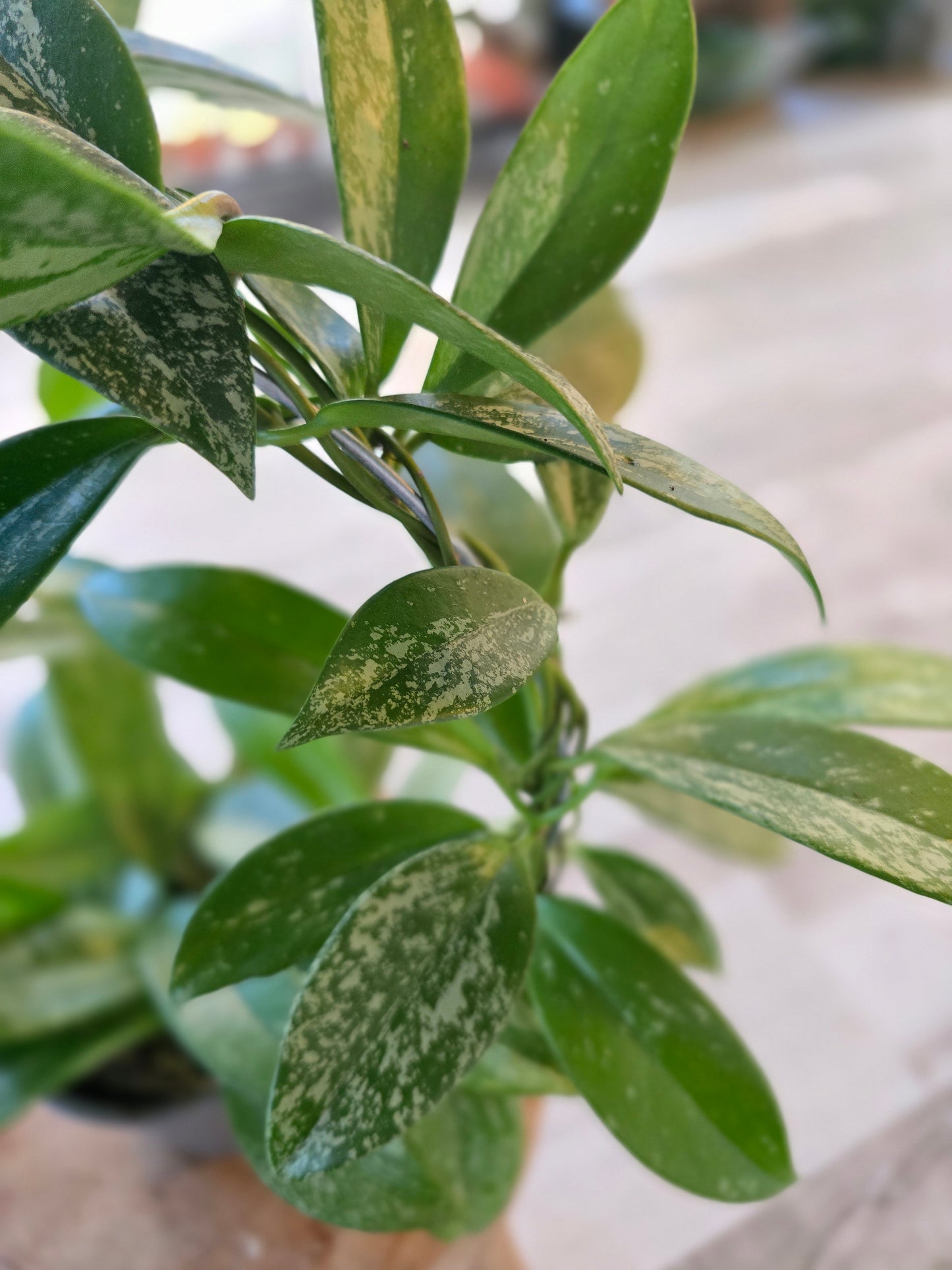 Hoya pubicalyx 'Silver Splash'