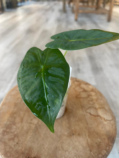Alocasia Micholitziana Frydek (JP)