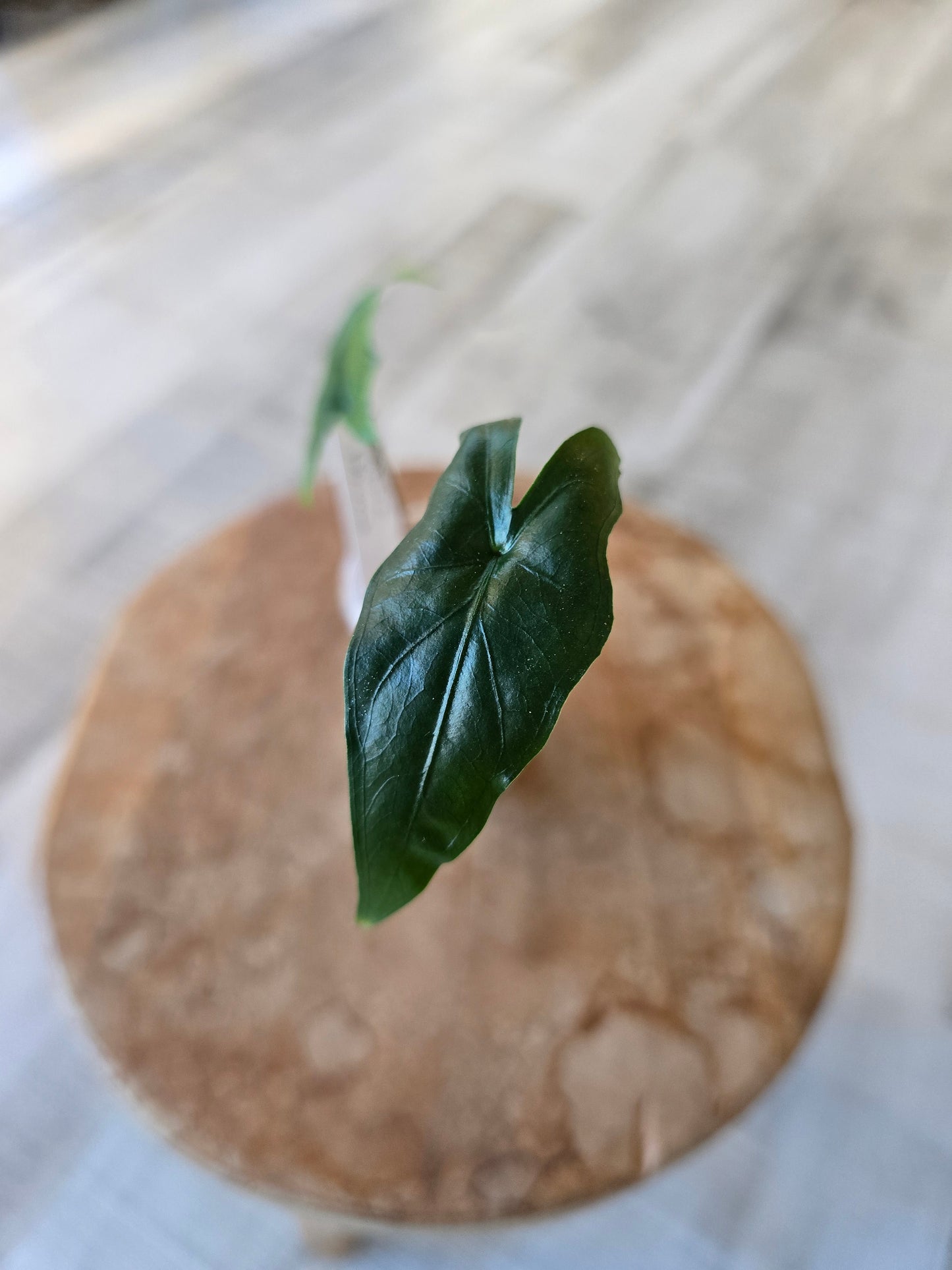 Alocasia Sabrina Narrow (JP)