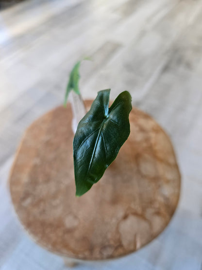 Alocasia Sabrina Narrow (JP)