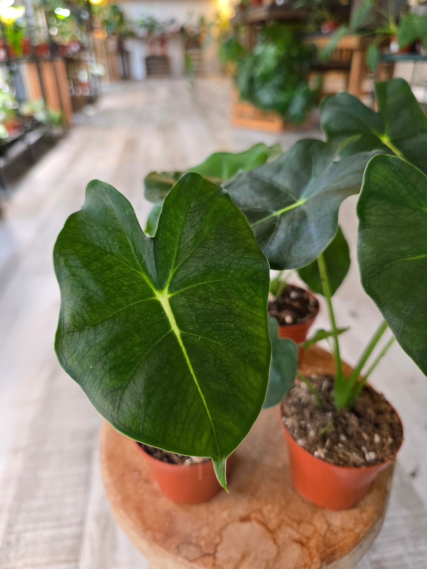 Alocasia micholitziana Round Form