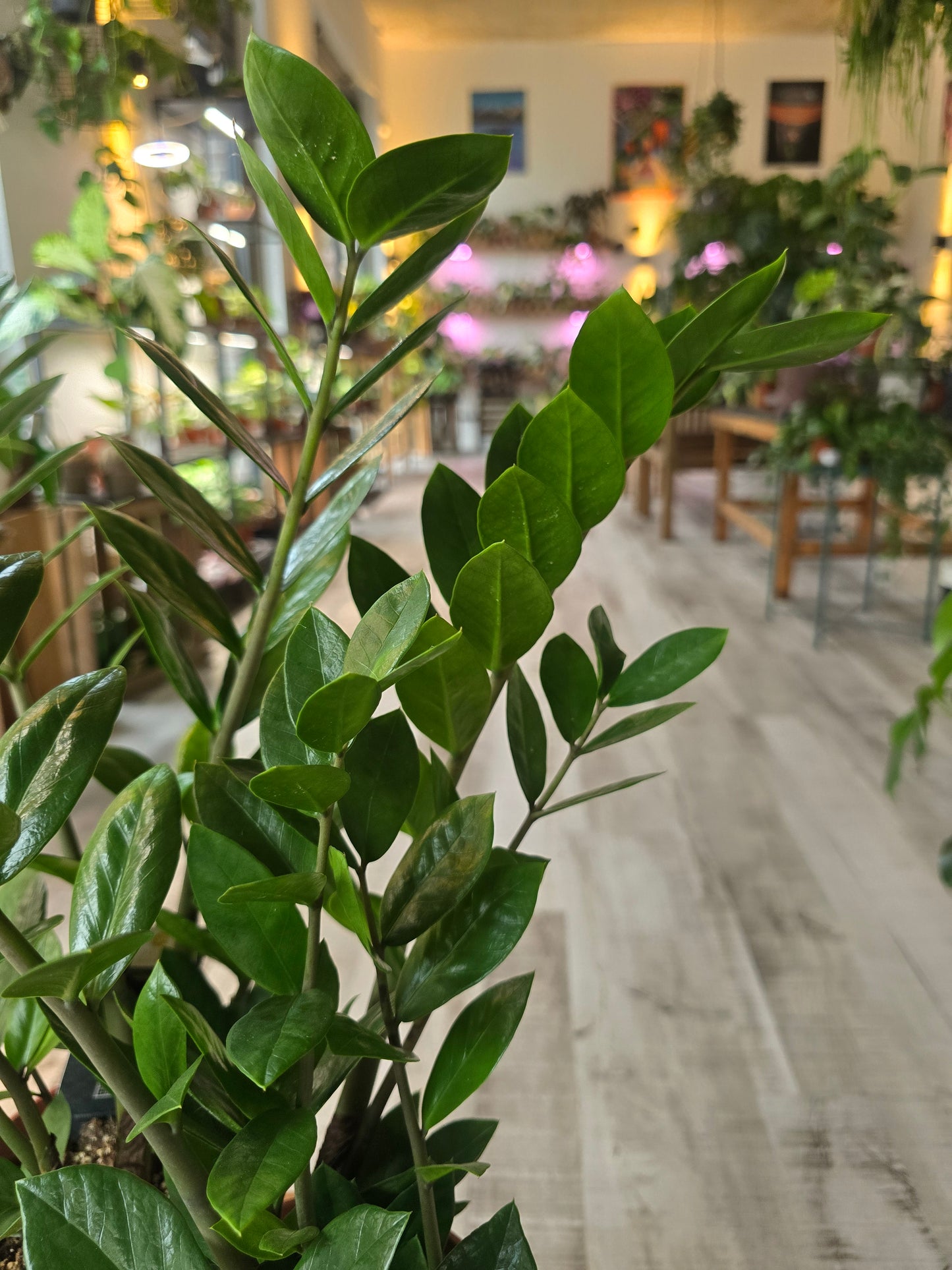 Zamioculcas zamiifolia