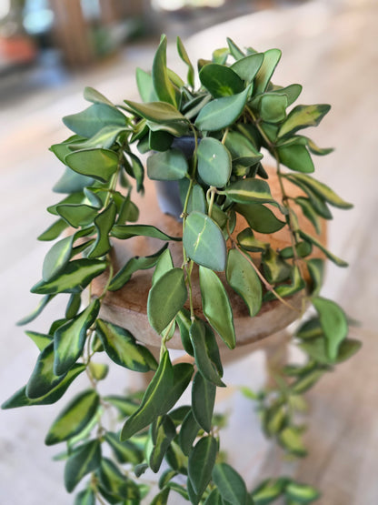 Hoya 'DS-70 Variegata'