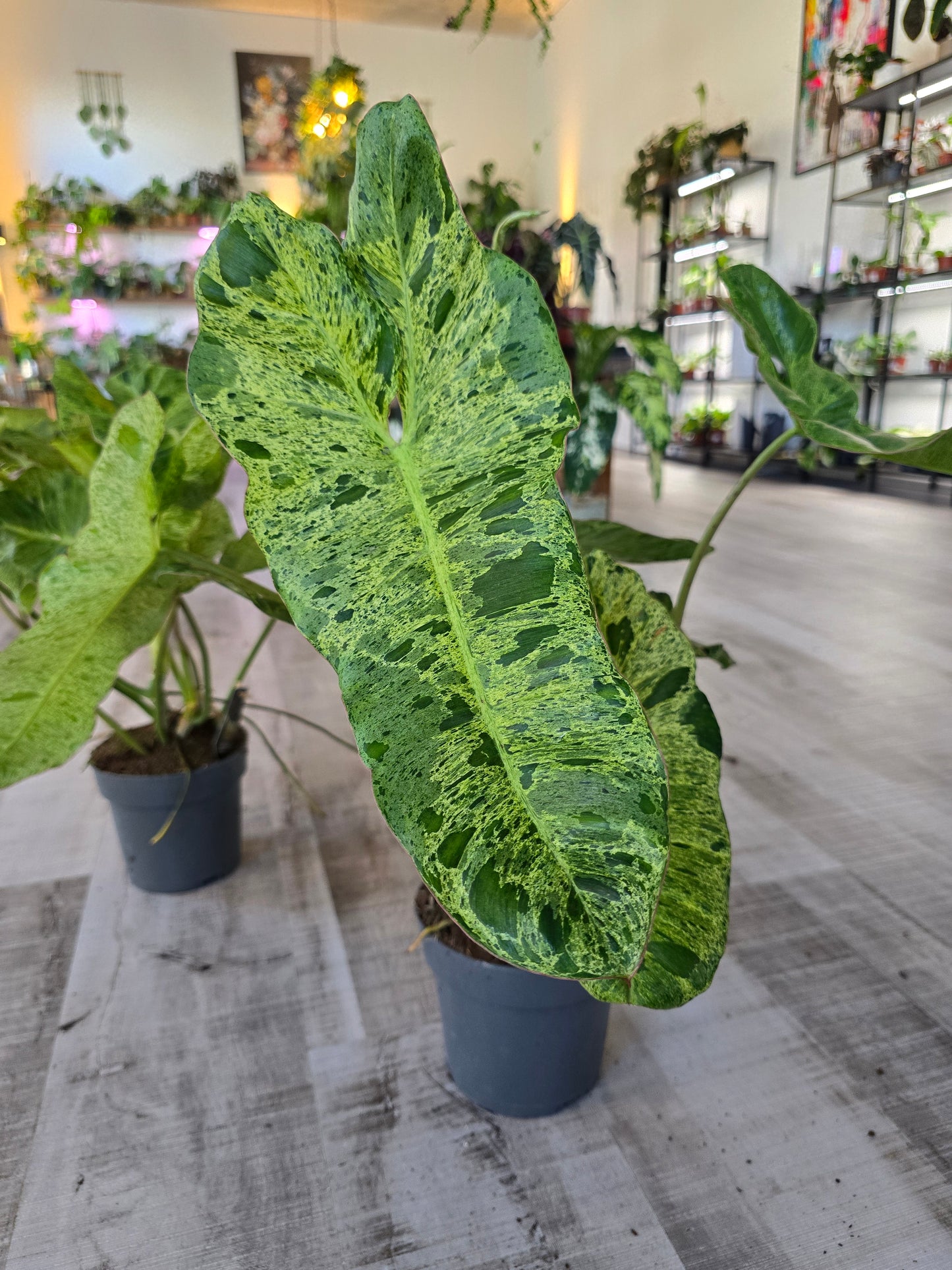 Philodendron Paraiso Verde XL