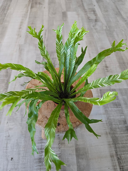 Asplenium Nidus variegata