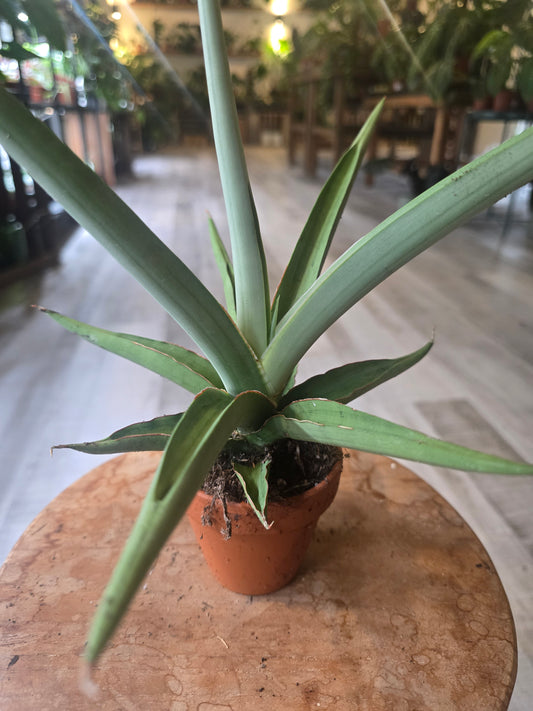 Sansevieria Swan Dancer