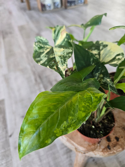 Syngonium Aurea