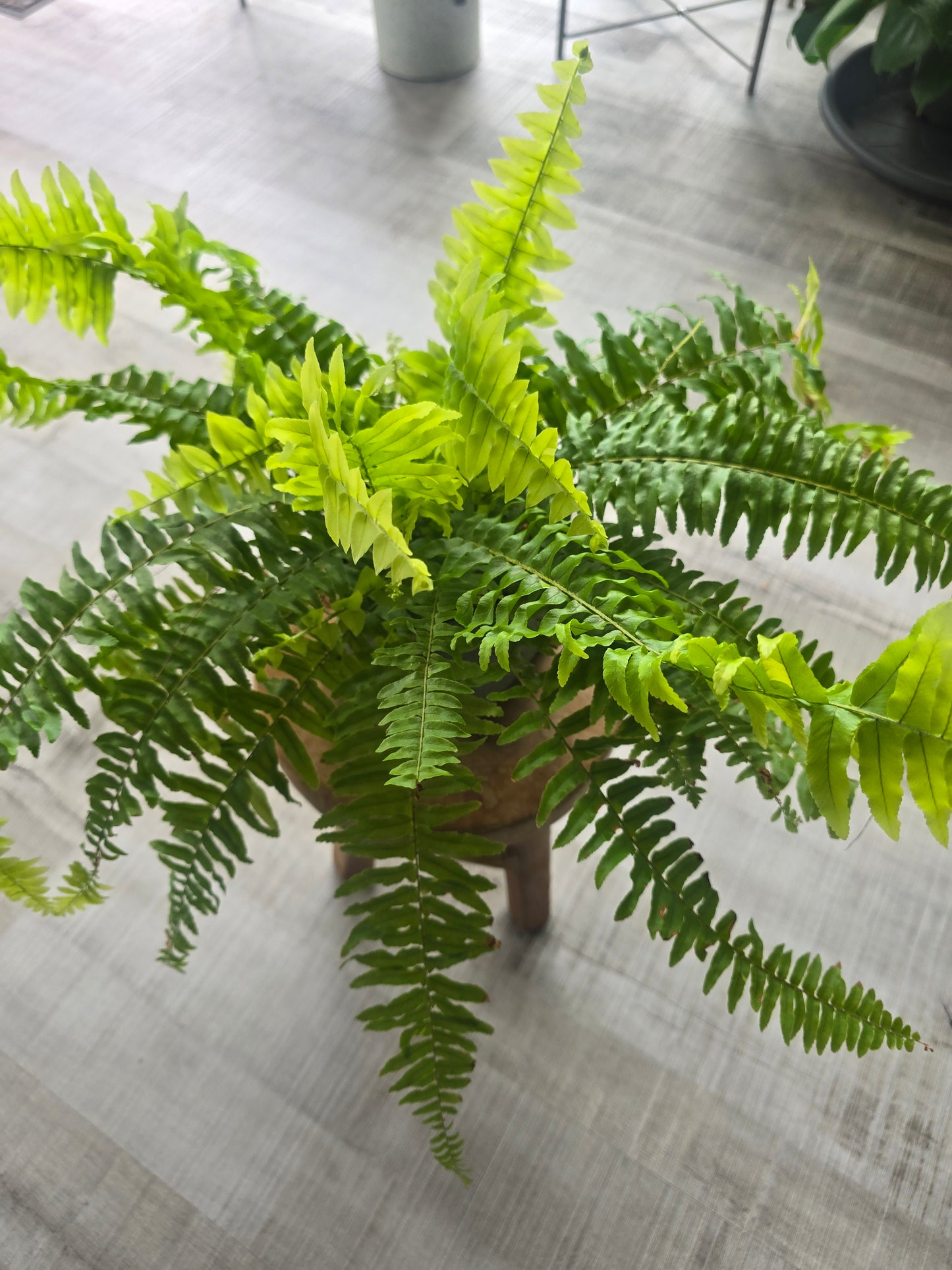 Nephrolepis exaltata