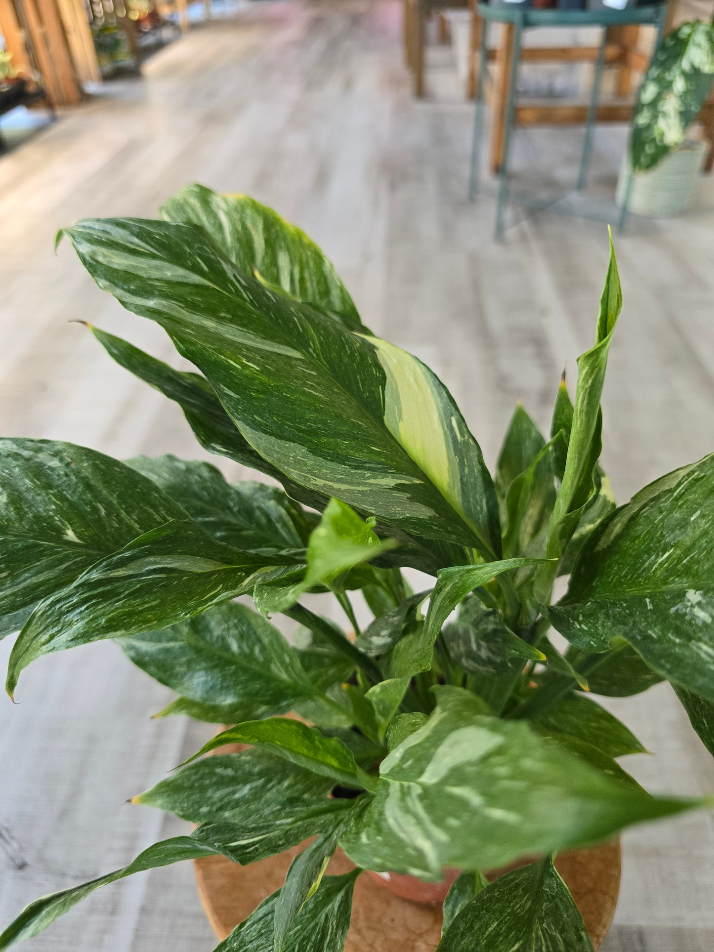 Spathiphyllum diamond