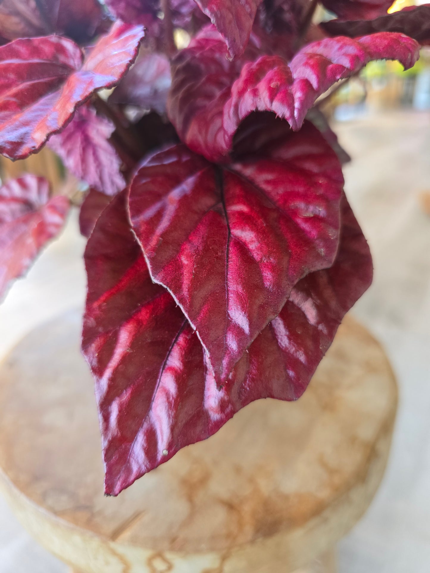 Begonia Inca Flame