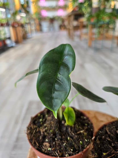 Alocasia Venusta