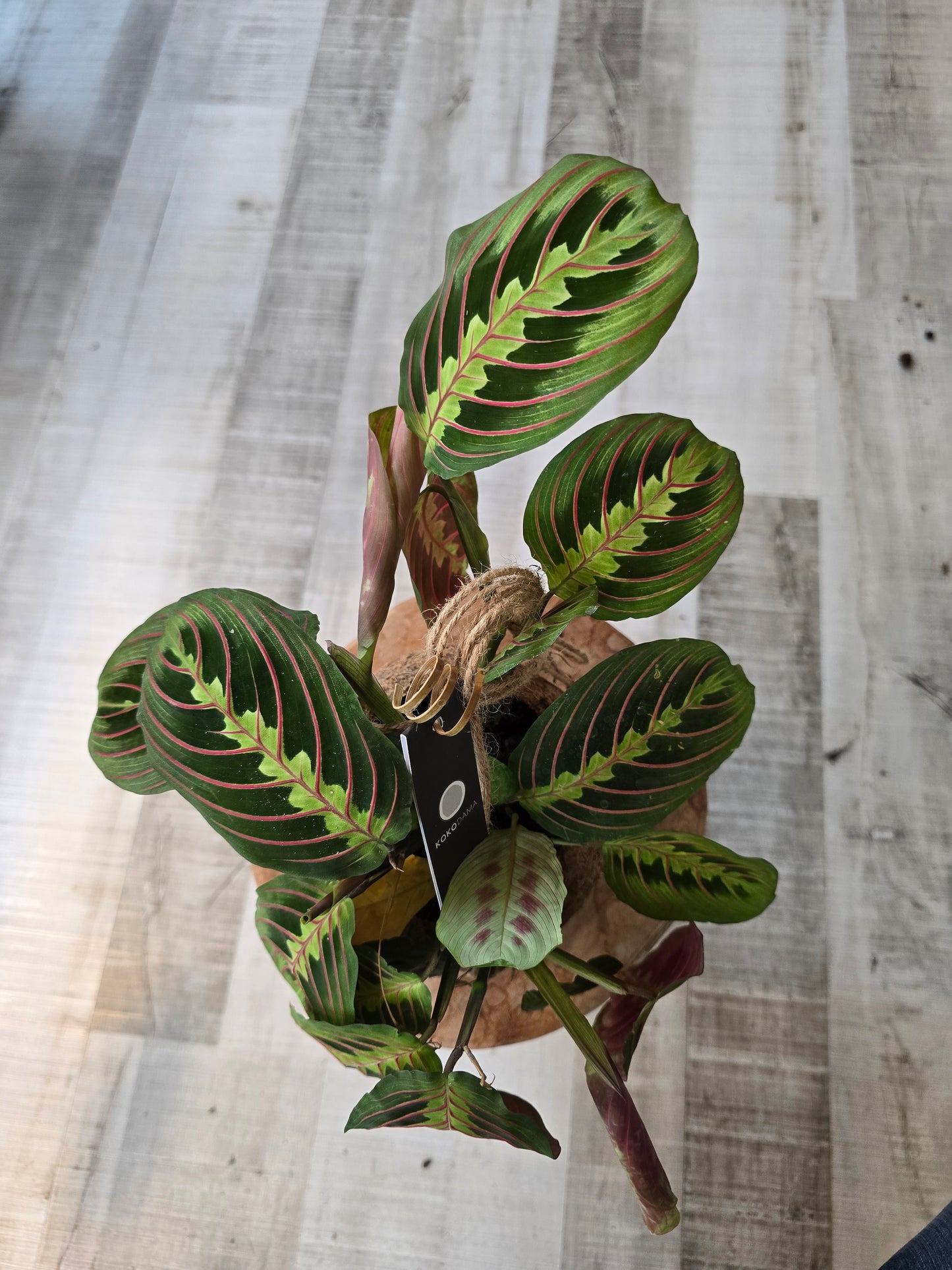 Prayer Plant