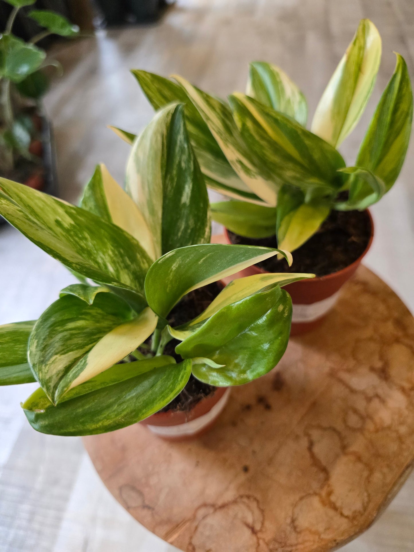 Scindapsus treubii Tricolor