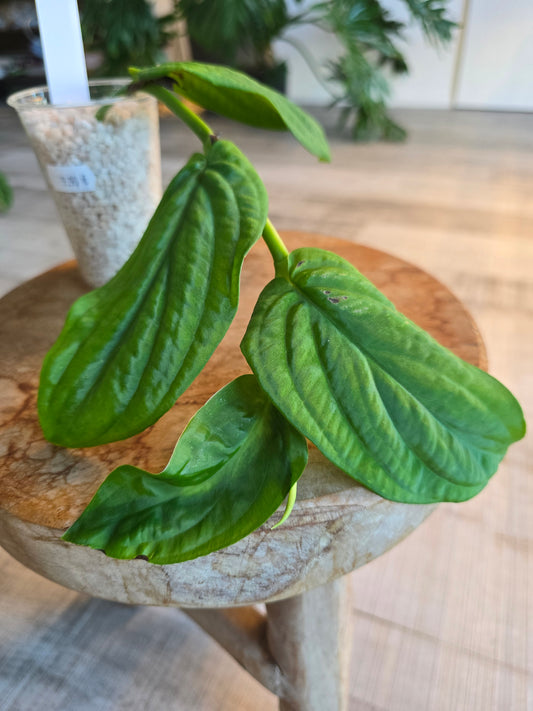 Rhaphidophora Korthalsii (RC)