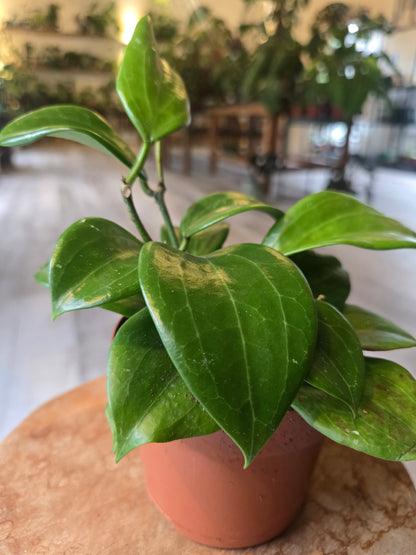 Hoya quinquenervia ‘Star of Madura’