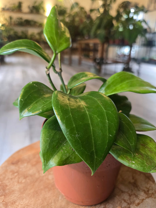 Hoya quinquenervia ‘Star of Madura’