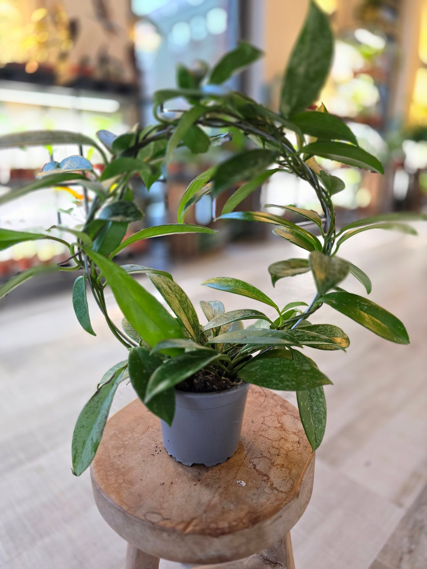 Hoya pubicalyx 'Silver Splash'