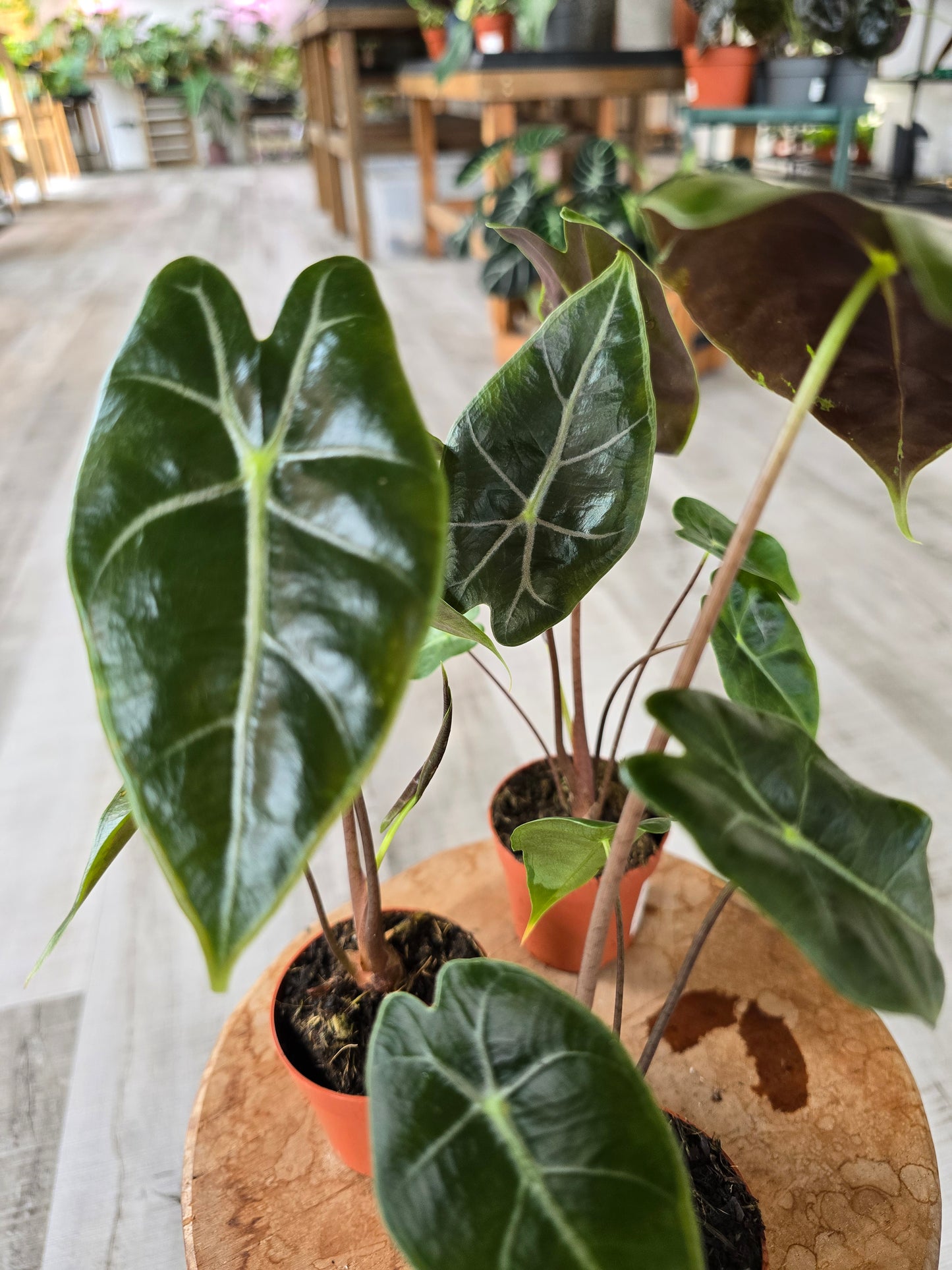 Alocasia Longiloba 'purple vein'