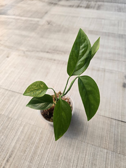 Monstera Praetermissa (JP)