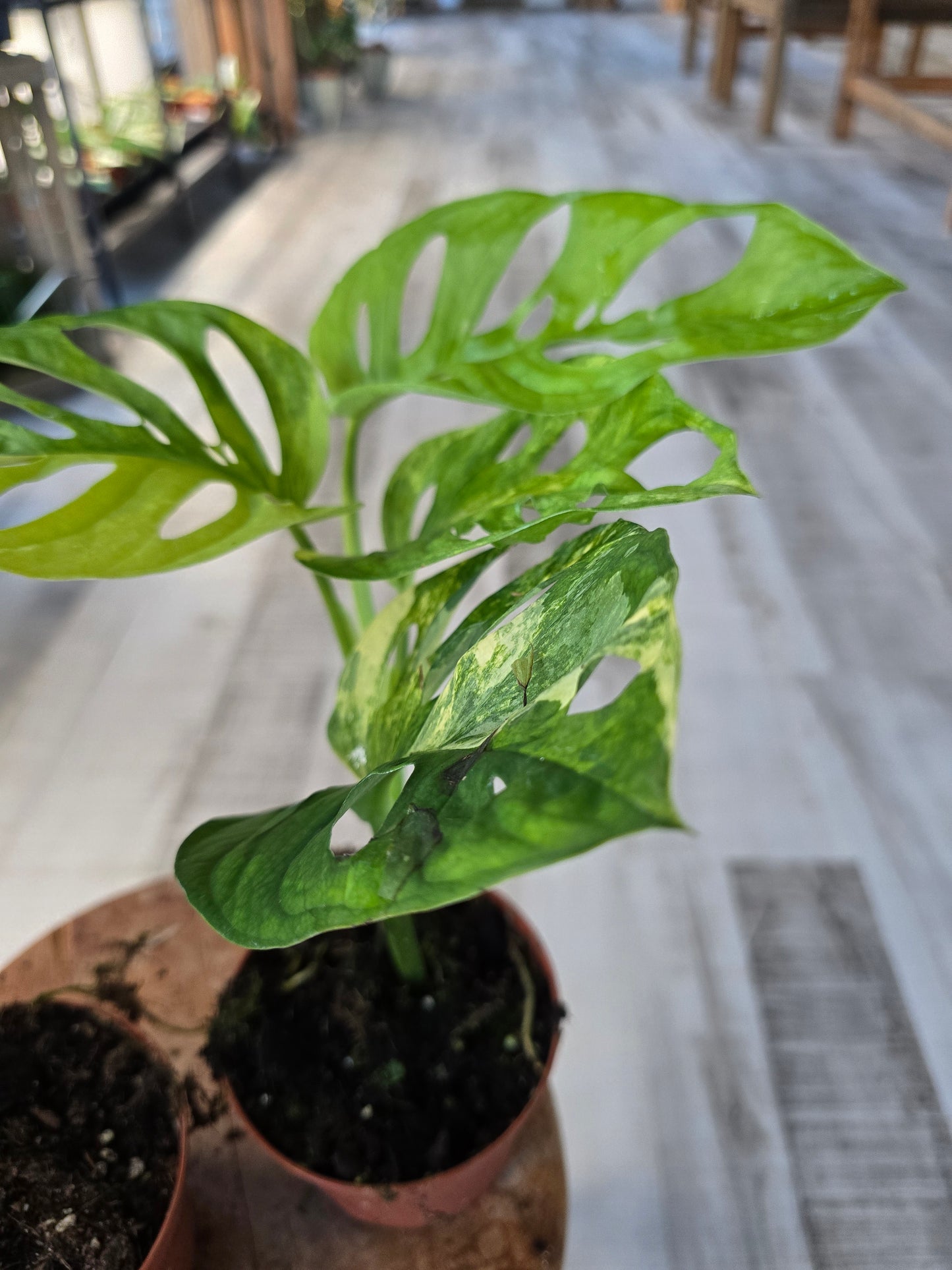 Monstera adansonii Aurea Variegata