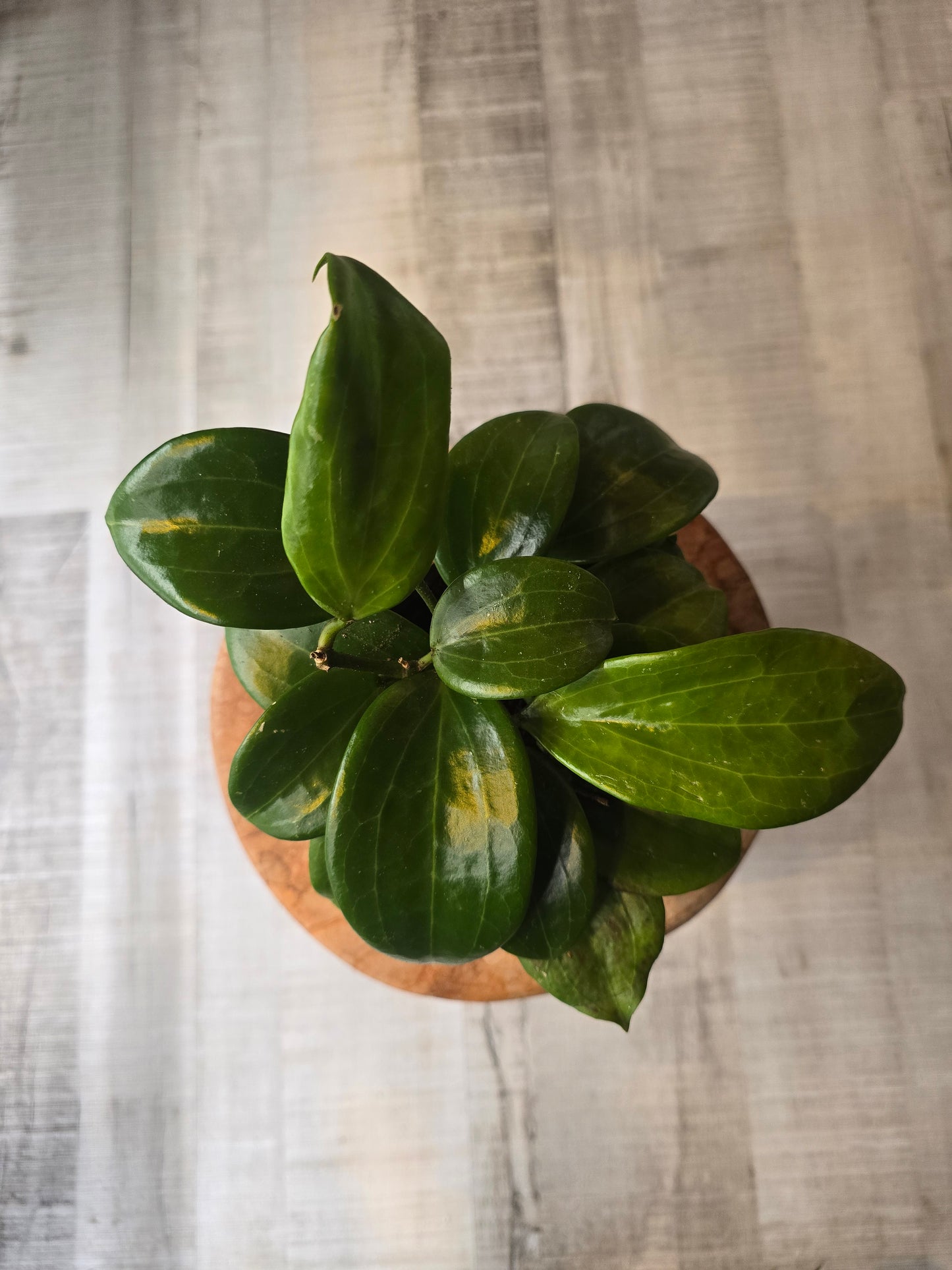 Hoya quinquenervia ‘Star of Madura’