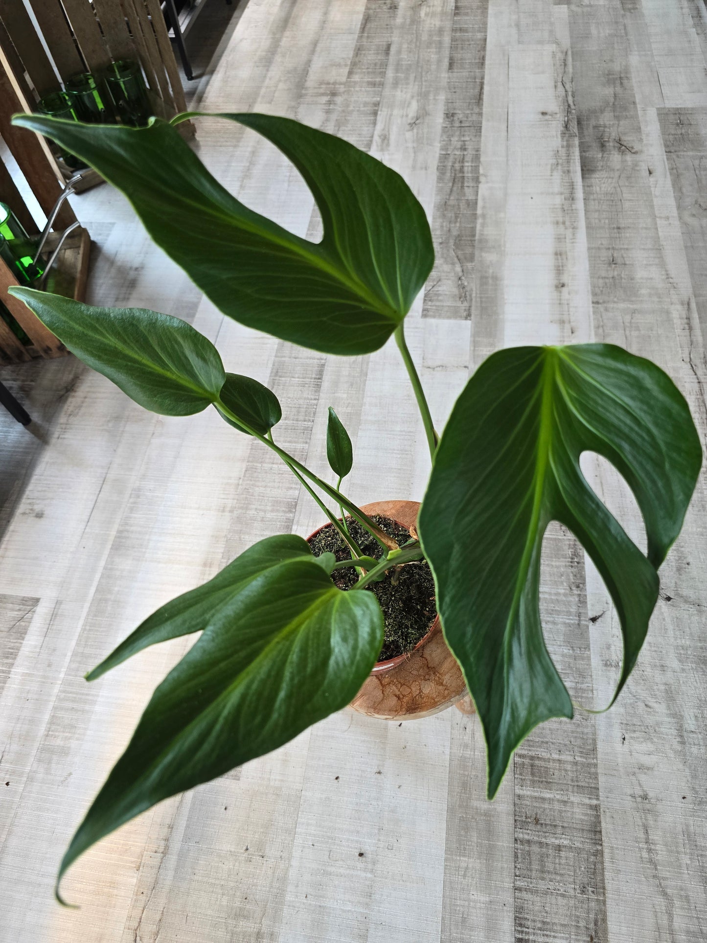 Monstera Burle Marx Flame