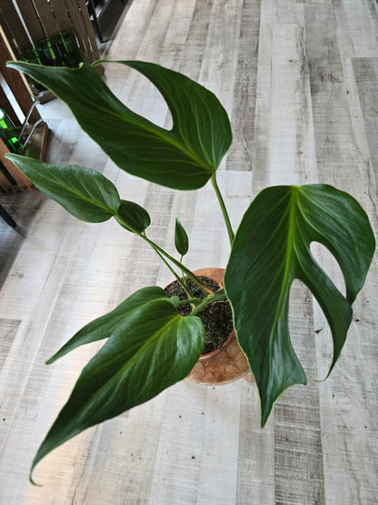 Monstera Burle Marx Flame