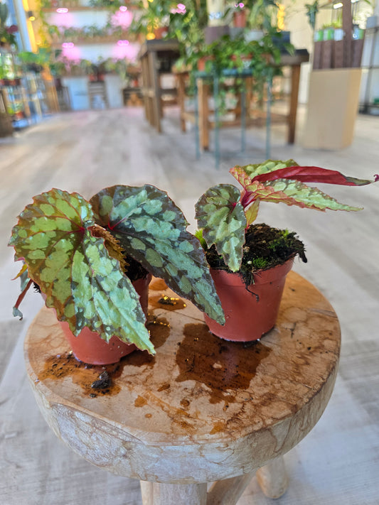 Begonia Lucifer